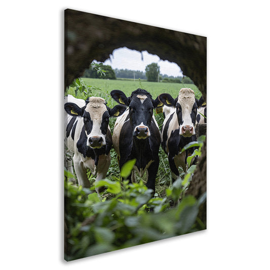 Drie zwart-wit koeien staren nieuwsgierig canvas