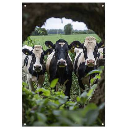 Drie zwart-wit koeien staren nieuwsgierig tuinposter