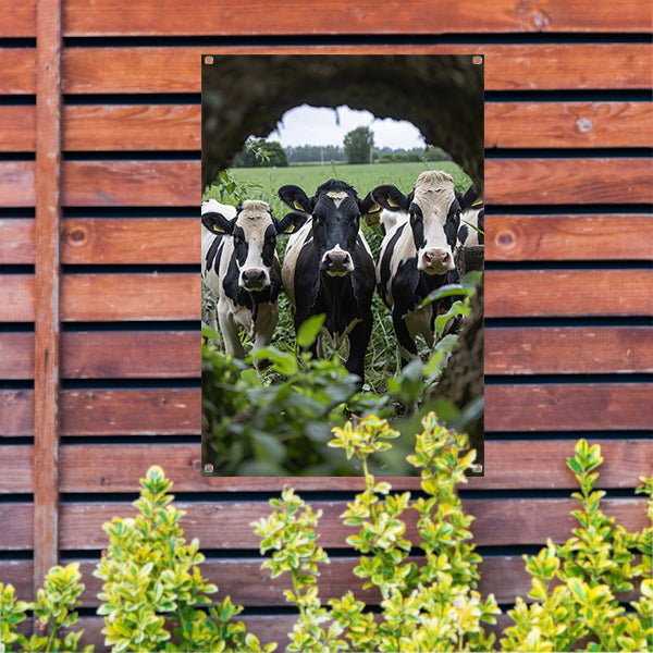 Drie zwart-wit koeien staren nieuwsgierig tuinposter