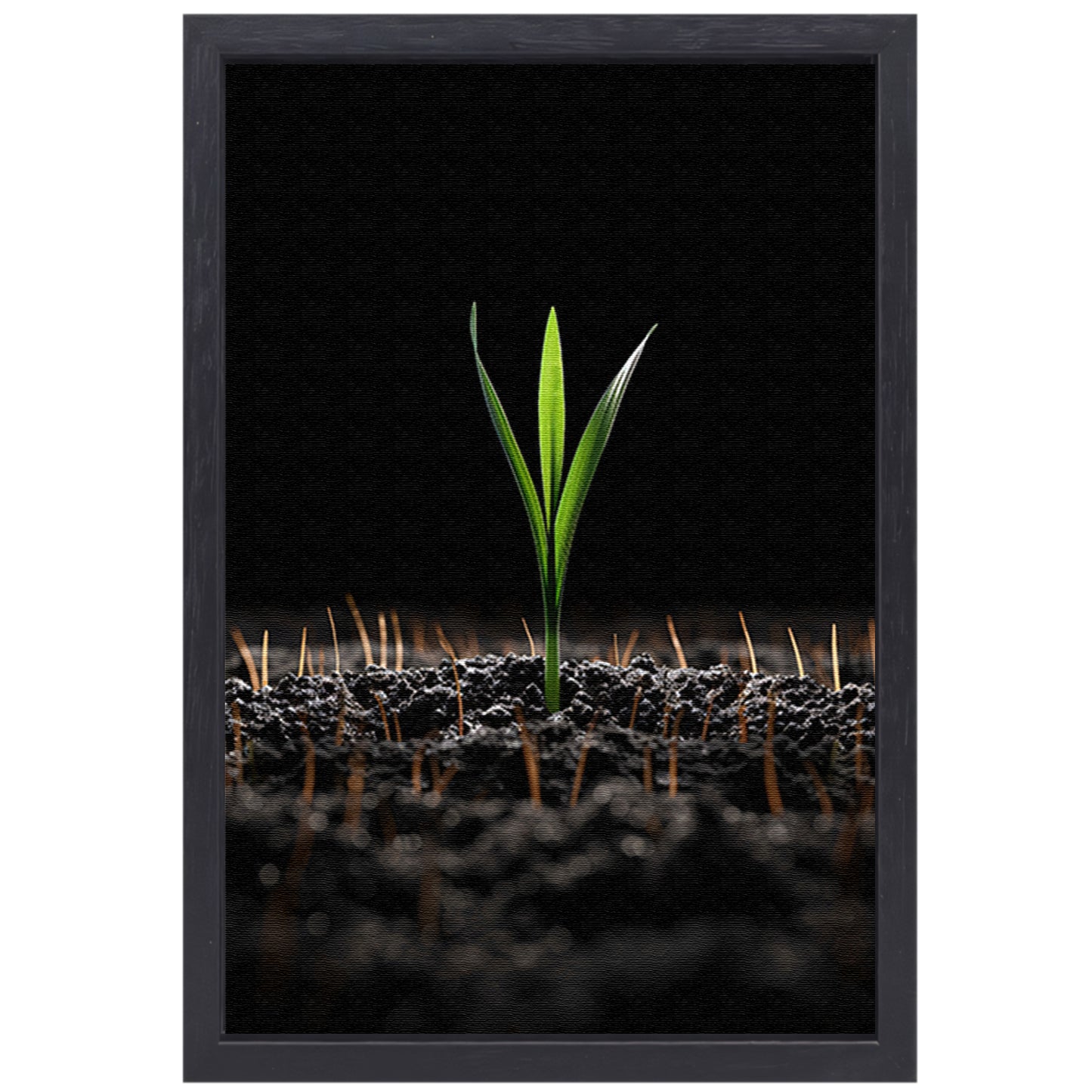 Groene spruit in donkere aarde canvas met baklijst