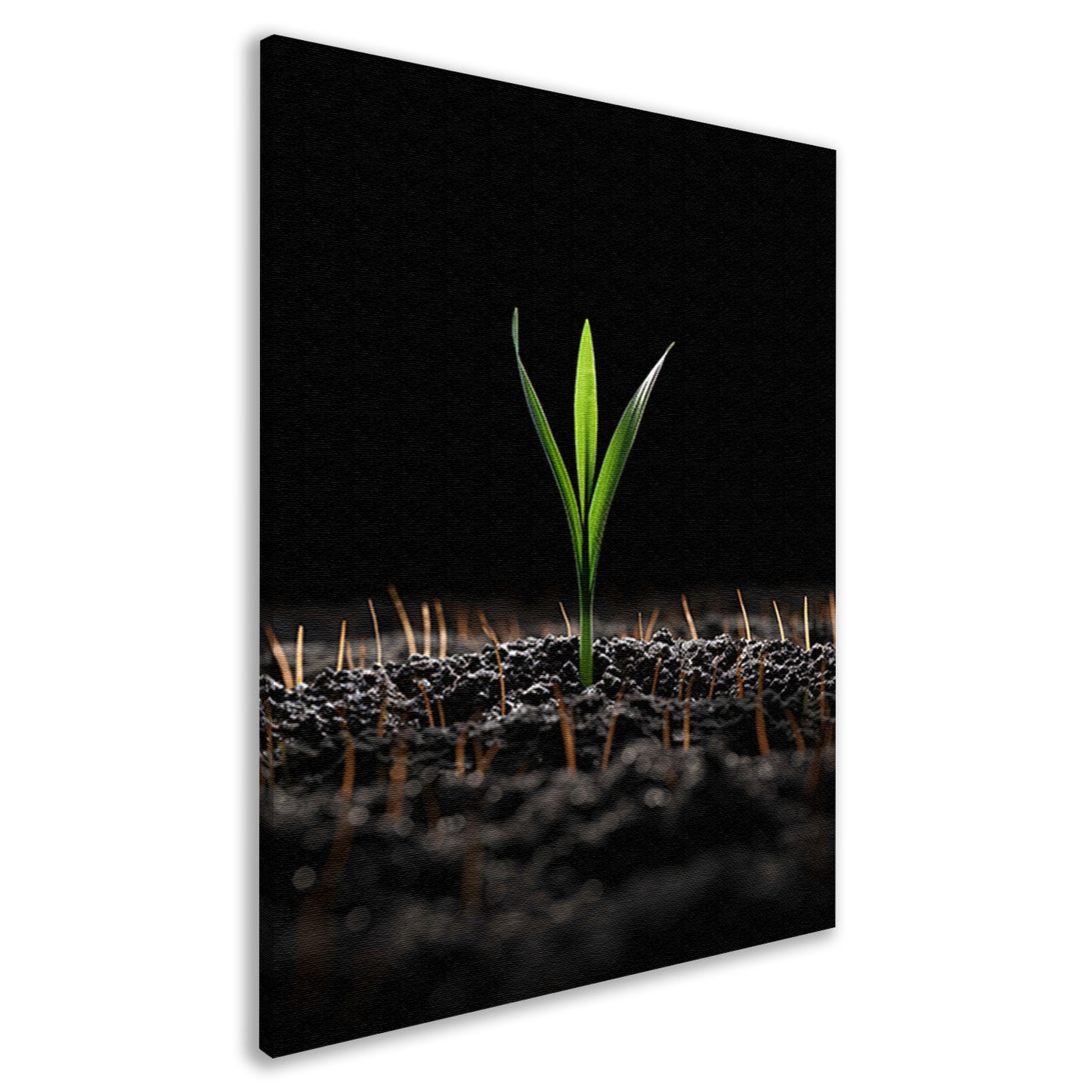 Groene spruit in donkere aarde canvas