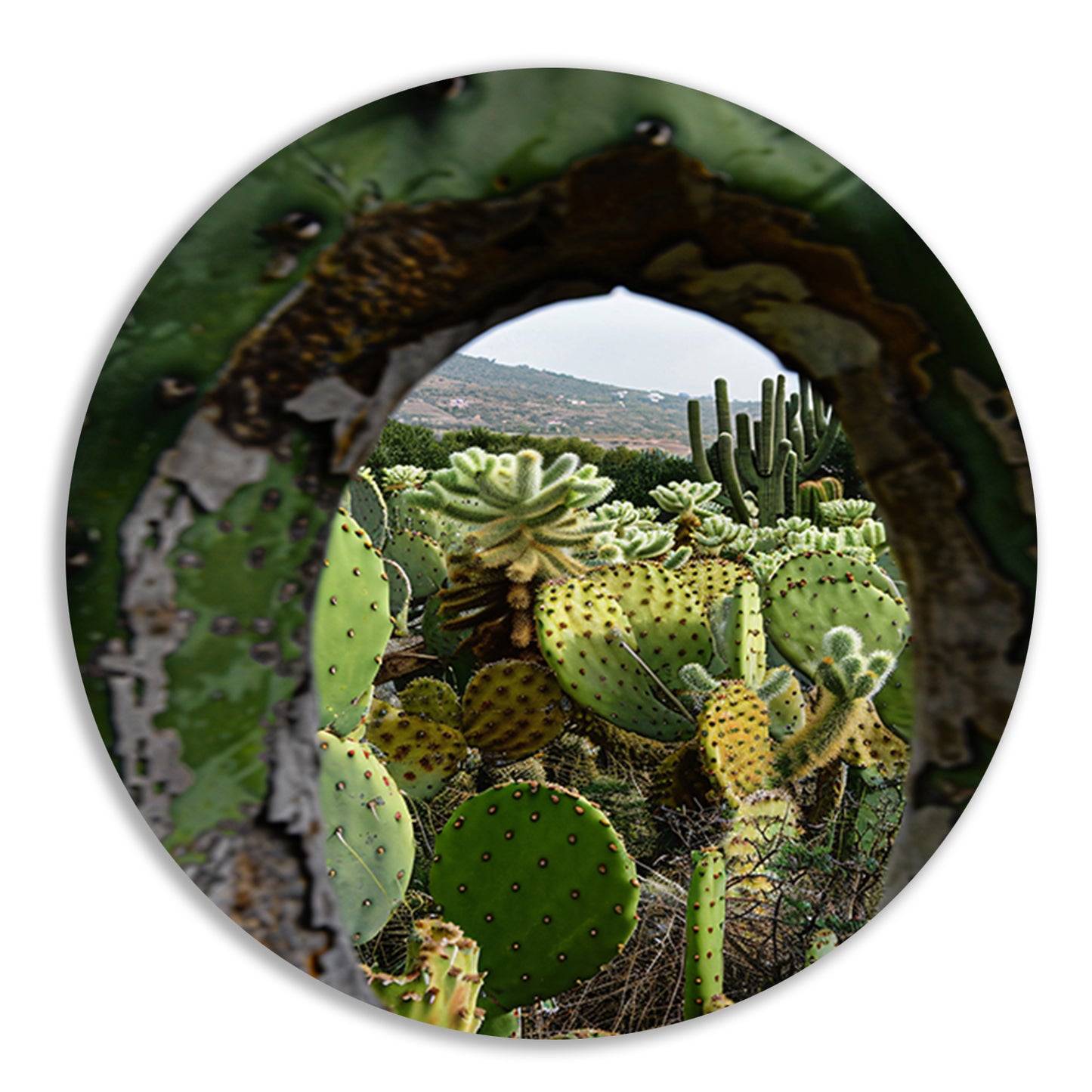 Doorkijkje naar een cactusparadijs aluminium muurcirkel