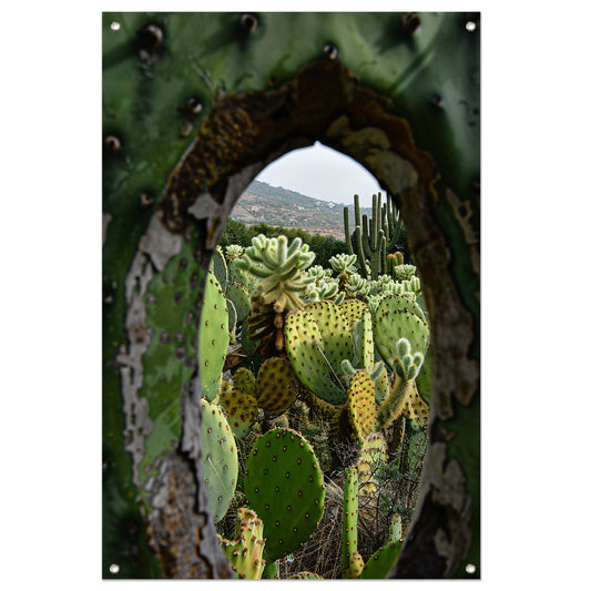 Doorkijkje naar een cactusparadijs tuinposter