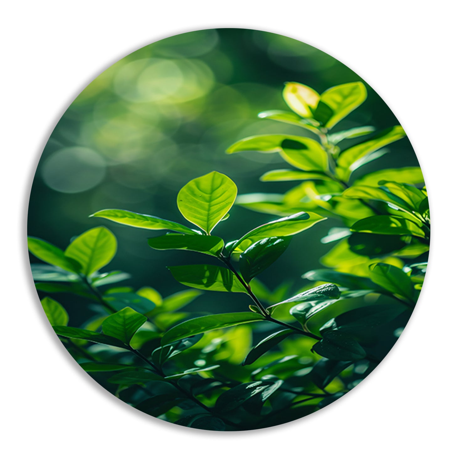 Close-up van groene bladeren in zonlicht forex muurcirkel