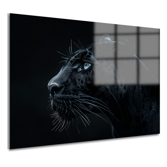 De intense blik van de zwarte panter acrylglas