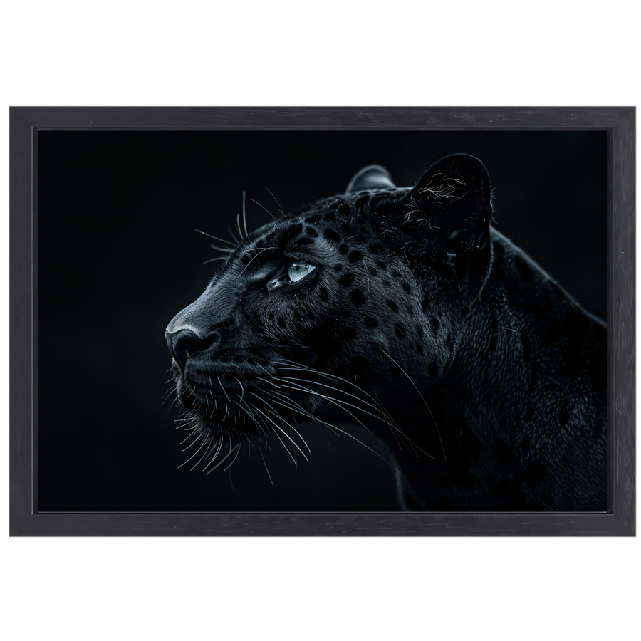 De intense blik van de zwarte panter canvas met baklijst