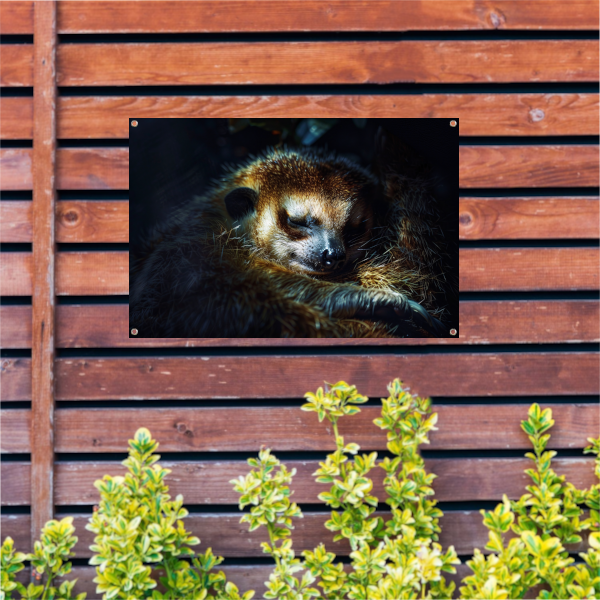 Meerkat rust zacht in het gouden licht tuinposter