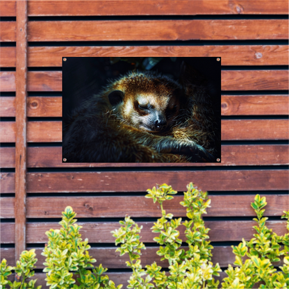 Meerkat rust zacht in het gouden licht tuinposter