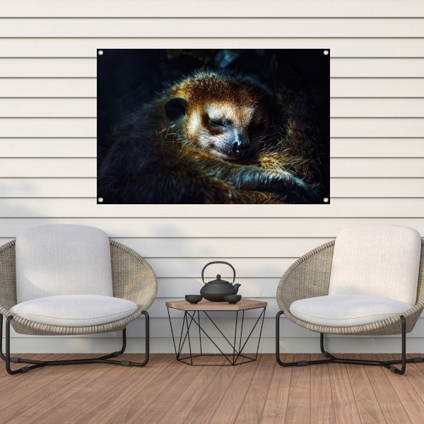 Meerkat rust zacht in het gouden licht tuinposter