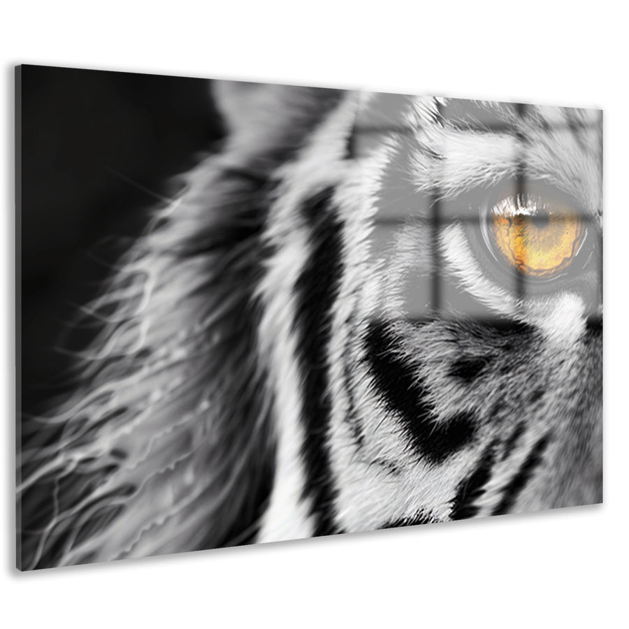 Intense blik van een tijgeroog acrylglas