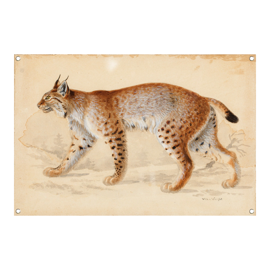 Lynx - Wilhelm von Wright tuinposter
