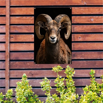 Indrukwekkende Ram met Elegante Krullende Hoorns tuinposter