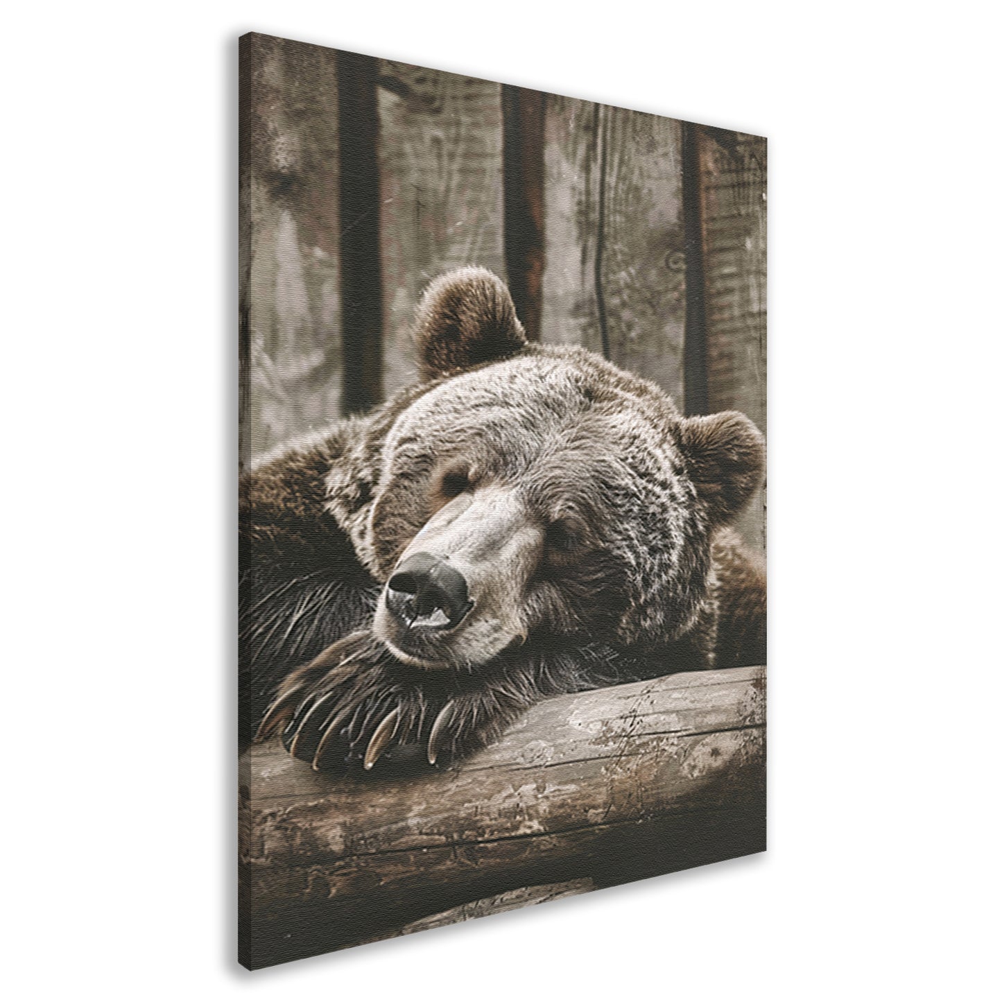 Monochrome foto van slapende beer canvas