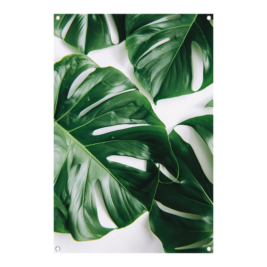 Elegante Monstera bladeren op helderwitte achtergrond tuinposter