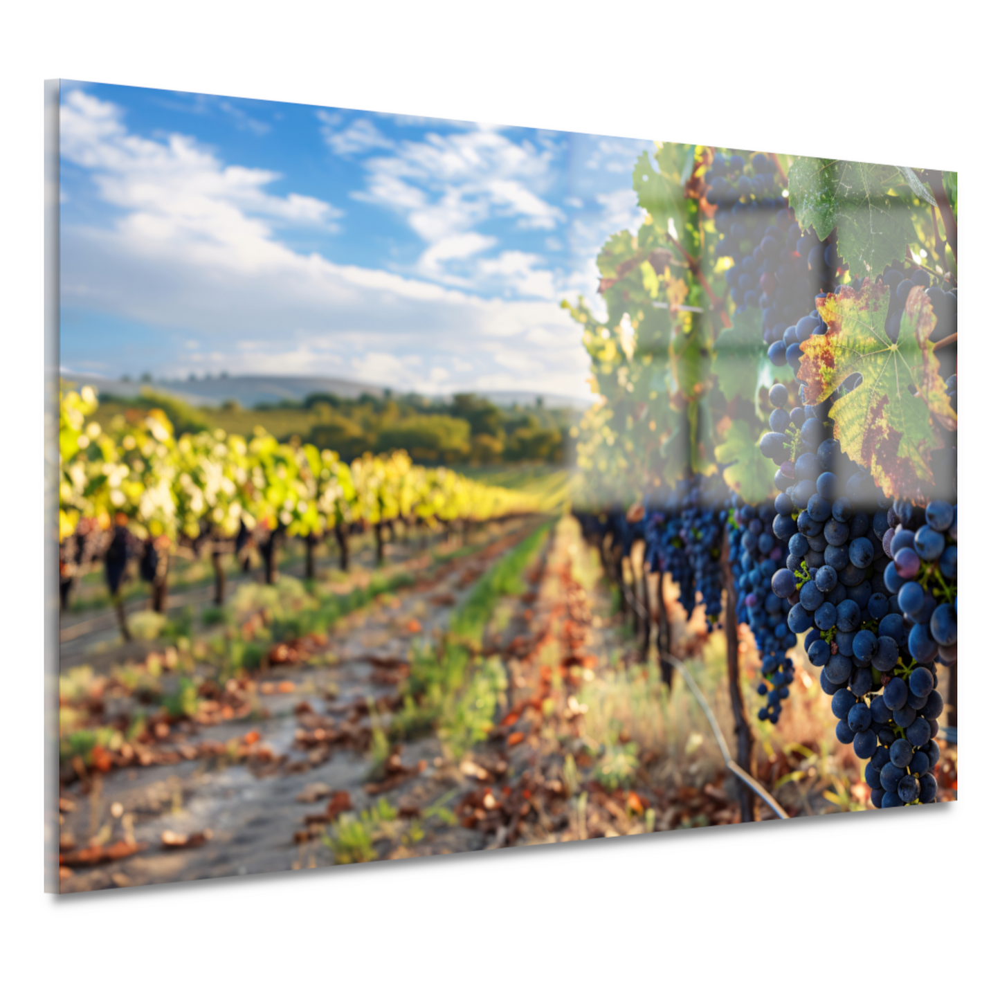 Klassieke druiventrossen acrylglas