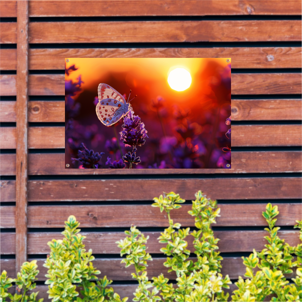 Vlinder rust op lavendel in oranje zonsondergang tuinposter