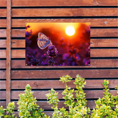 Vlinder rust op lavendel in oranje zonsondergang tuinposter