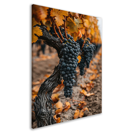 Rijpe Druiven in Herfst Wijngaard canvas