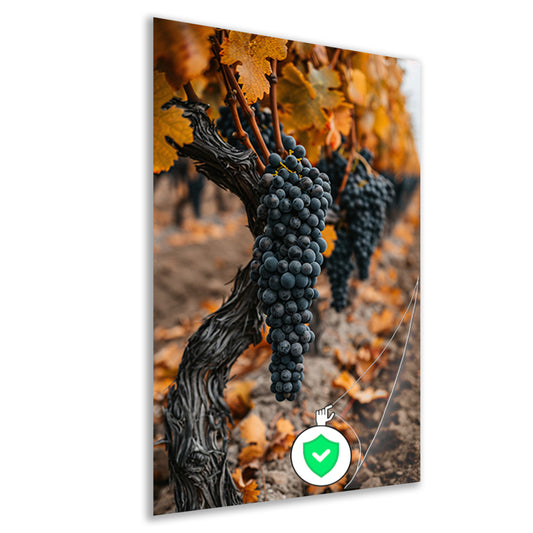 Rijpe Druiven in Herfst Wijngaard poster