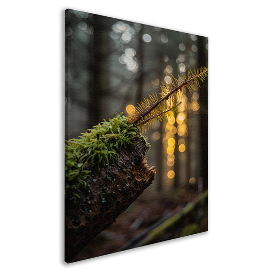 Plant groeit uit mos op hout canvas