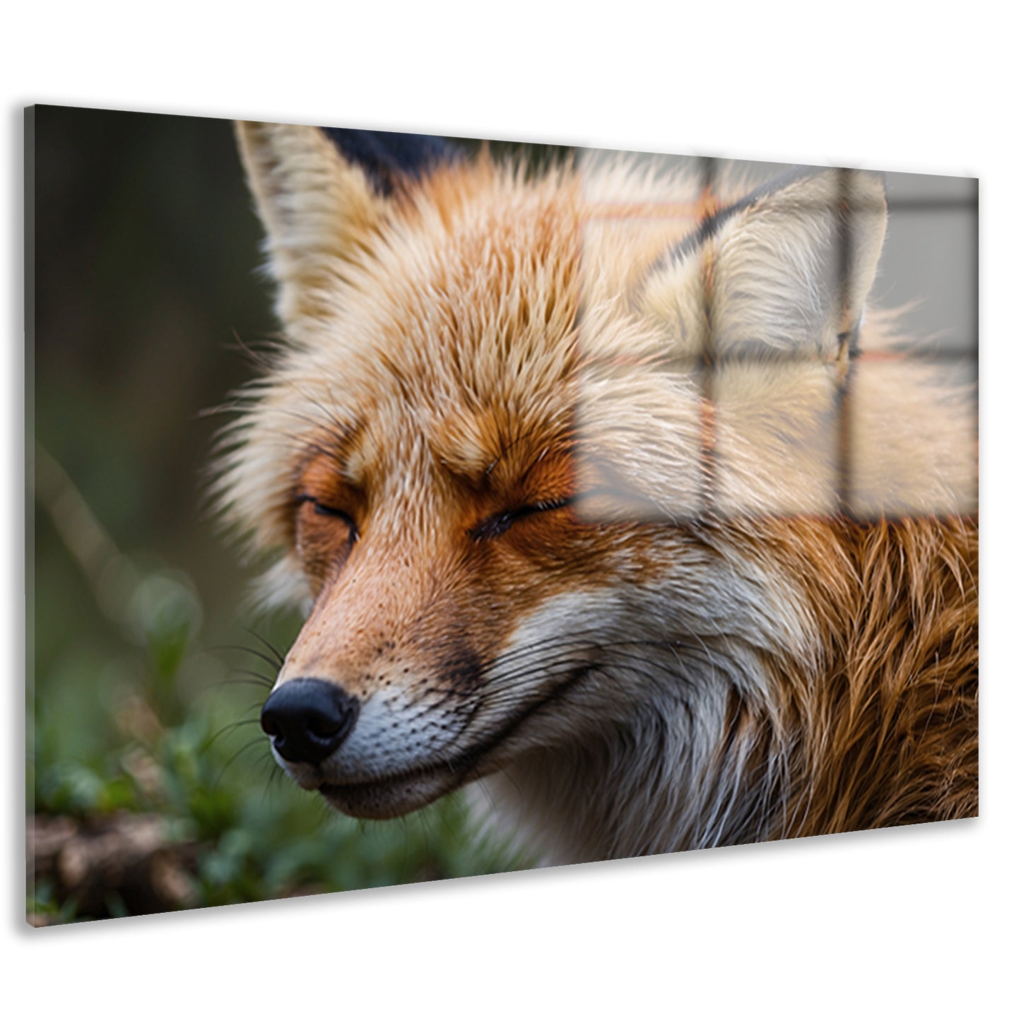 Slapende vos in de natuur vastgelegd acrylglas