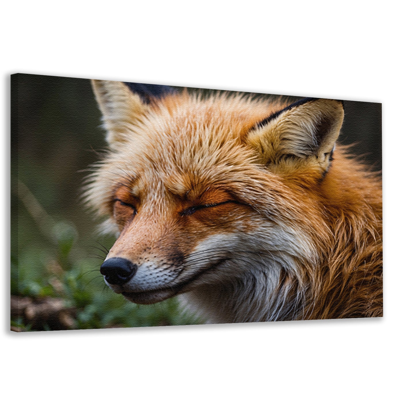 Slapende vos in de natuur vastgelegd canvas