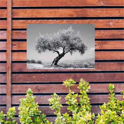 Zwart-wit olijfboom landschap tuinposter