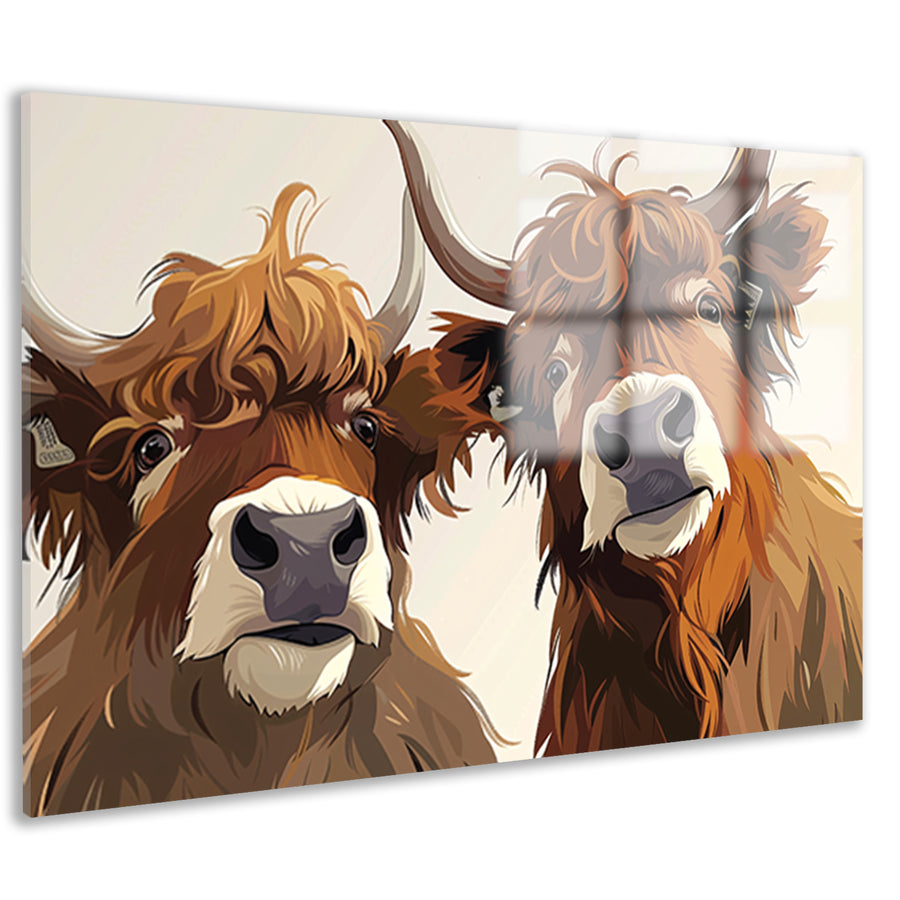 Twee Schotse Hooglanders van dichtbij acrylglas