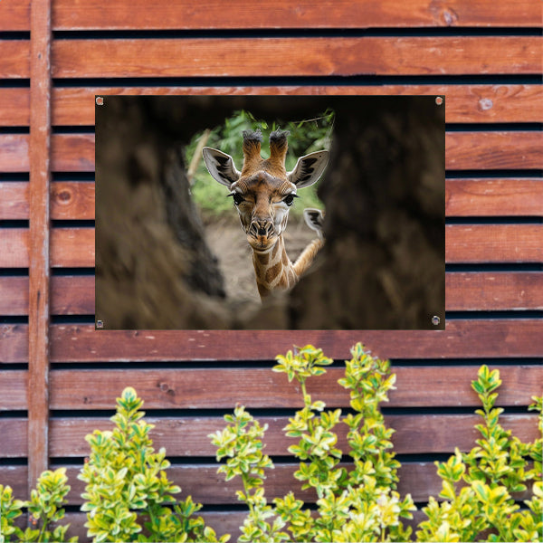 Jonge giraf gluurt door boom tuinposter