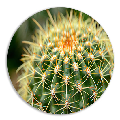 Gedetailleerde close-up van een cactusplant   aluminium muurcirkel