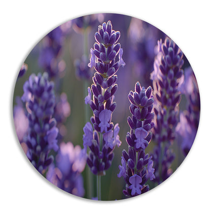 Betoverende lavendelbloemen badend in zacht avondlicht forex muurcirkel