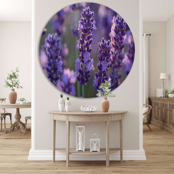Betoverende lavendelbloemen badend in zacht avondlicht forex muurcirkel