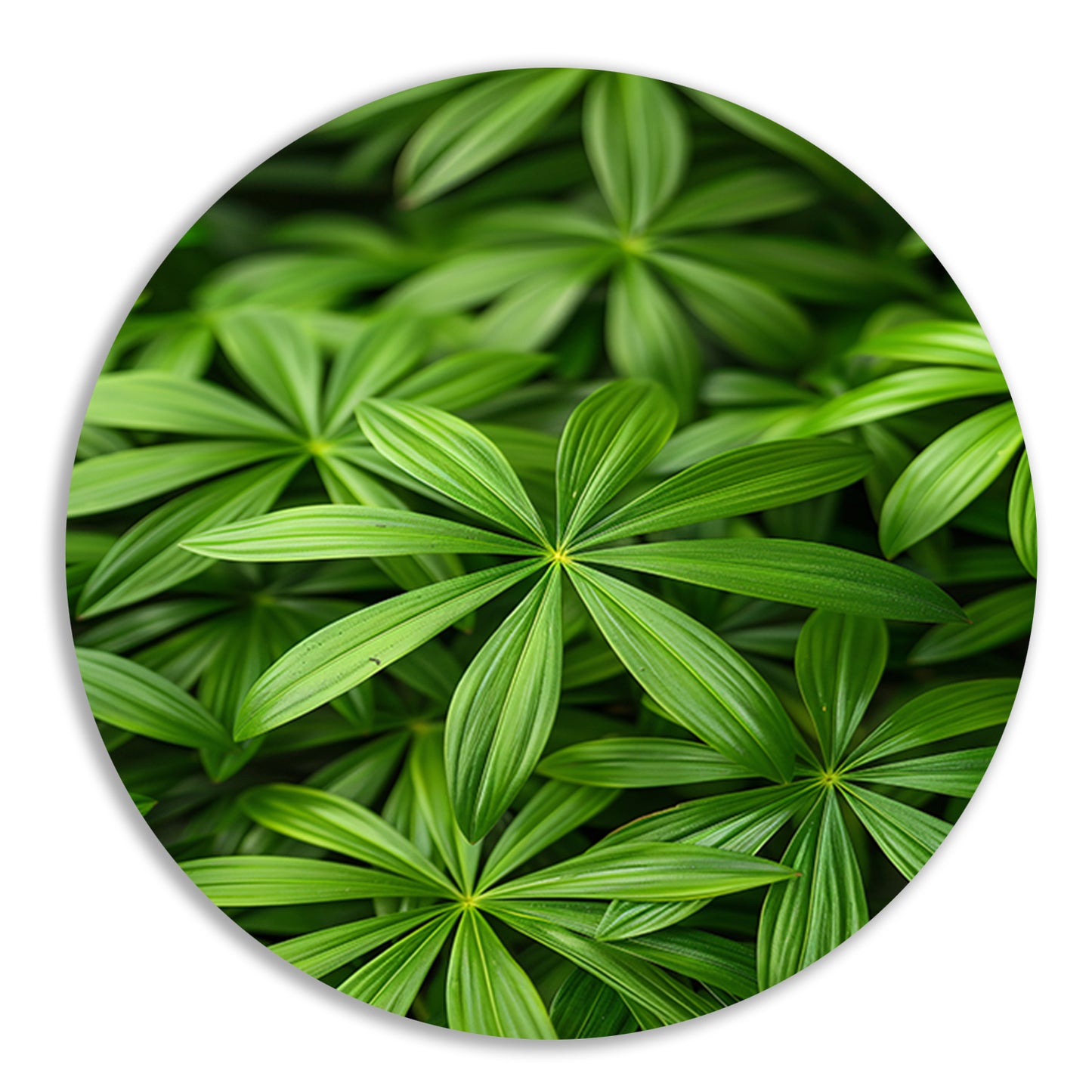 Close-up van Groene Bladeren met Schaduwspel forex muurcirkel