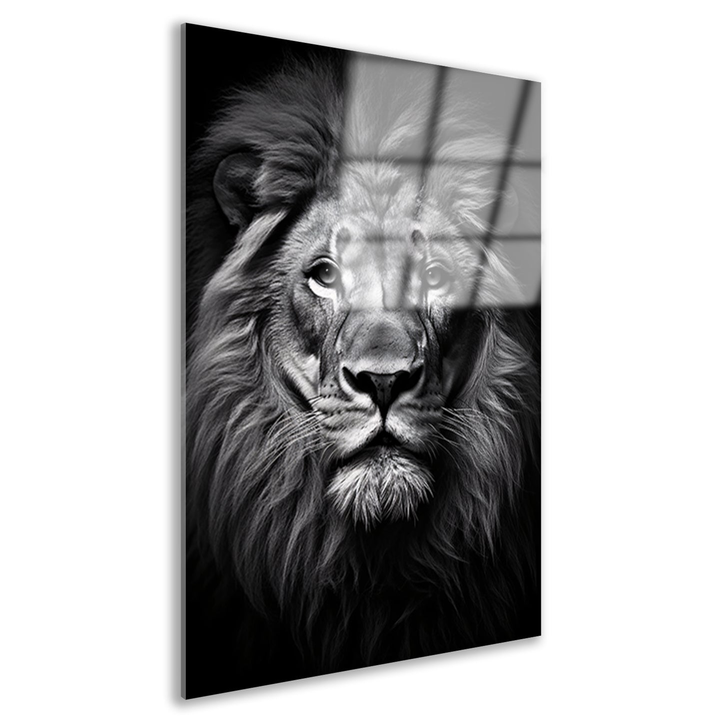 Portret van een statige leeuw Acrylglas