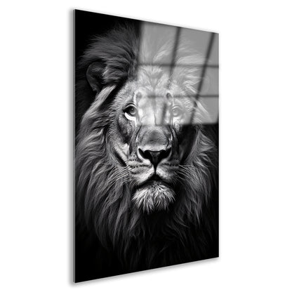 Portret van een statige leeuw Acrylglas