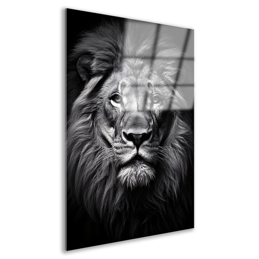 Portret van een statige leeuw Acrylglas