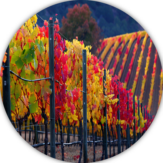 Wijngaard in Herfsttinten Panorama aluminium muurcirkel