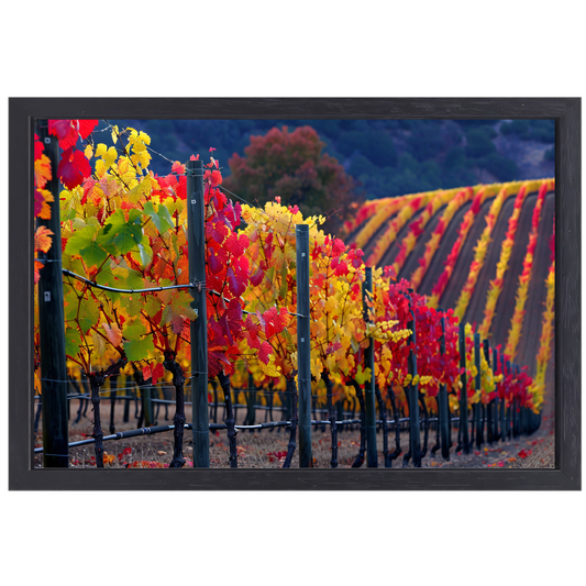 Wijngaard in Herfsttinten Panorama canvas met baklijst