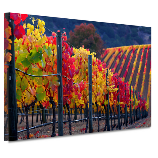 Wijngaard in Herfsttinten Panorama canvas