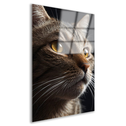 Diepgaande blik van een bruine kat acrylglas