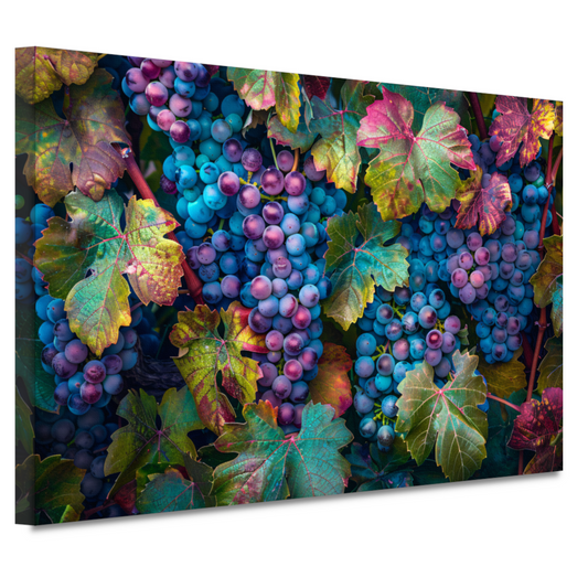 Druiven op wijnstok canvas