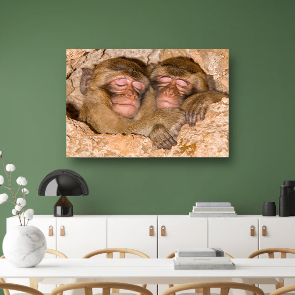 Slapende apen in een veilige schuilplaats canvas