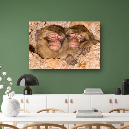 Slapende apen in een veilige schuilplaats canvas