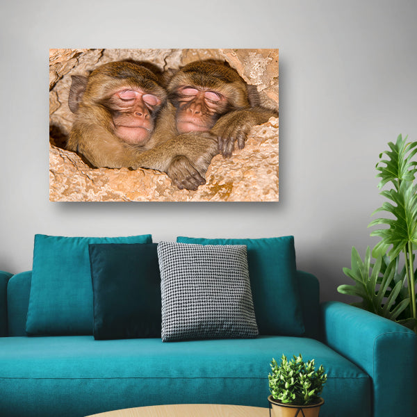Slapende apen in een veilige schuilplaats canvas