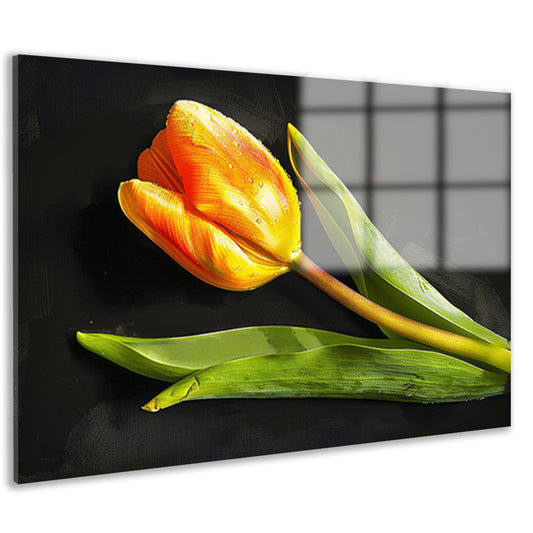 Gele tulp met waterdruppels op zwart acrylglas