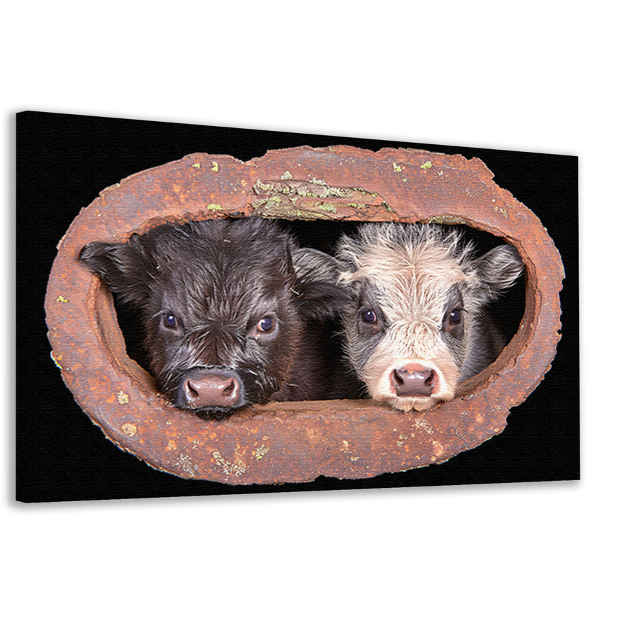 Twee kalfjes in een roestig raam canvas