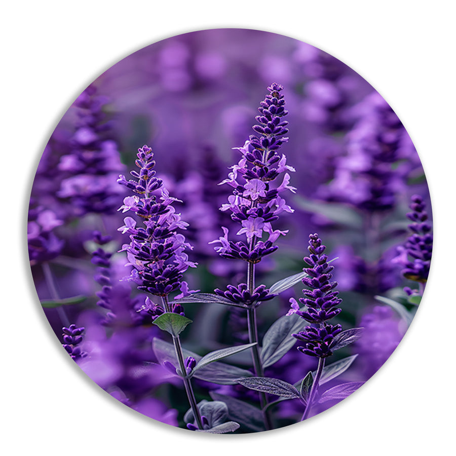 Close-up van paarse lavendel in bloei aluminium muurcirkel