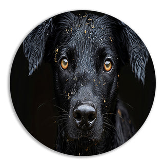 Hond muurcirkels