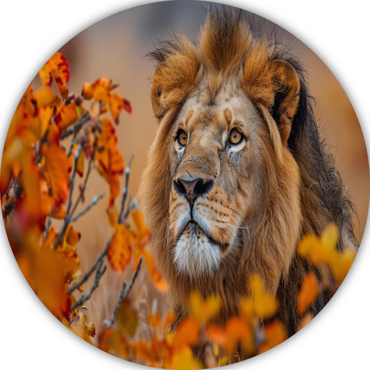 Leeuw in Herfstbladeren - Natuurs Koningschap aluminium muurcirkel