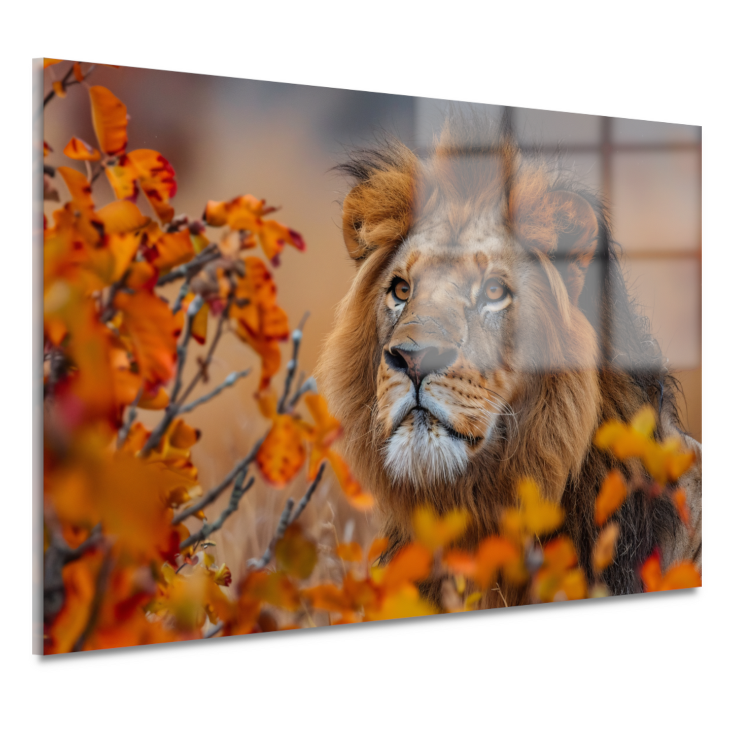 Leeuw in Herfstbladeren - Natuurs Koningschap acrylglas